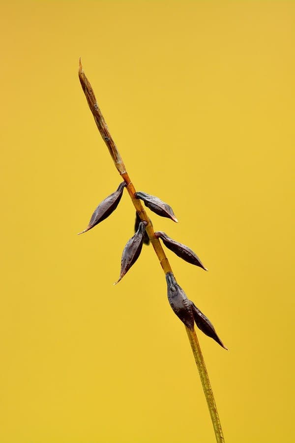 Floh-Segge (Carex pulicaris) in einer feuchten, schattigen Gartenecke