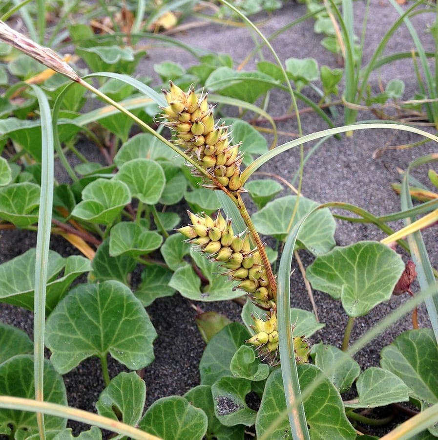 Carex pumila groei