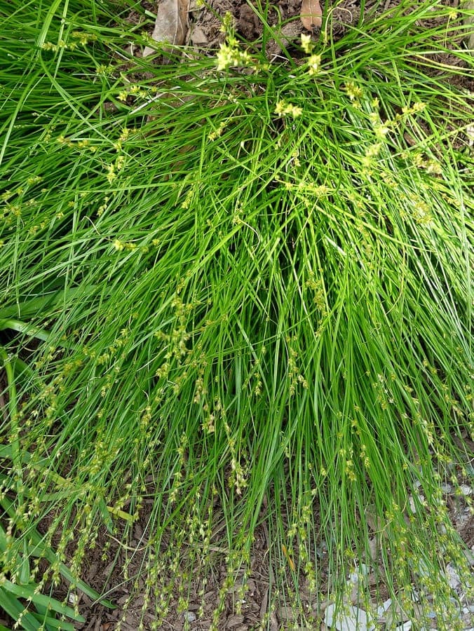Carex radiata mit charakteristischen sternformigen Fruchtstanden