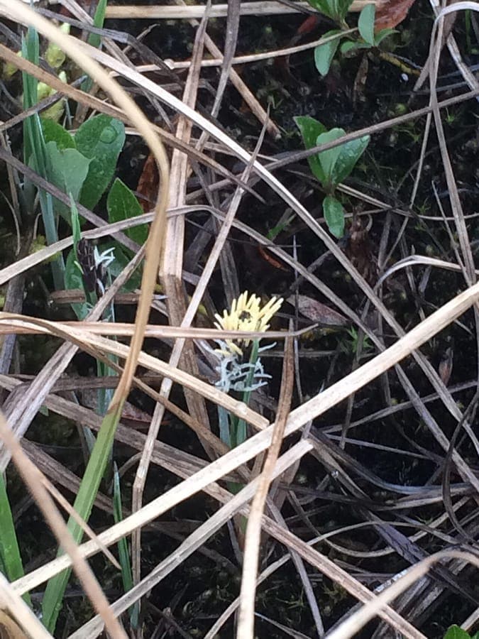 Looseflower alpine sedge in alpine bog environment with characteristic plumes