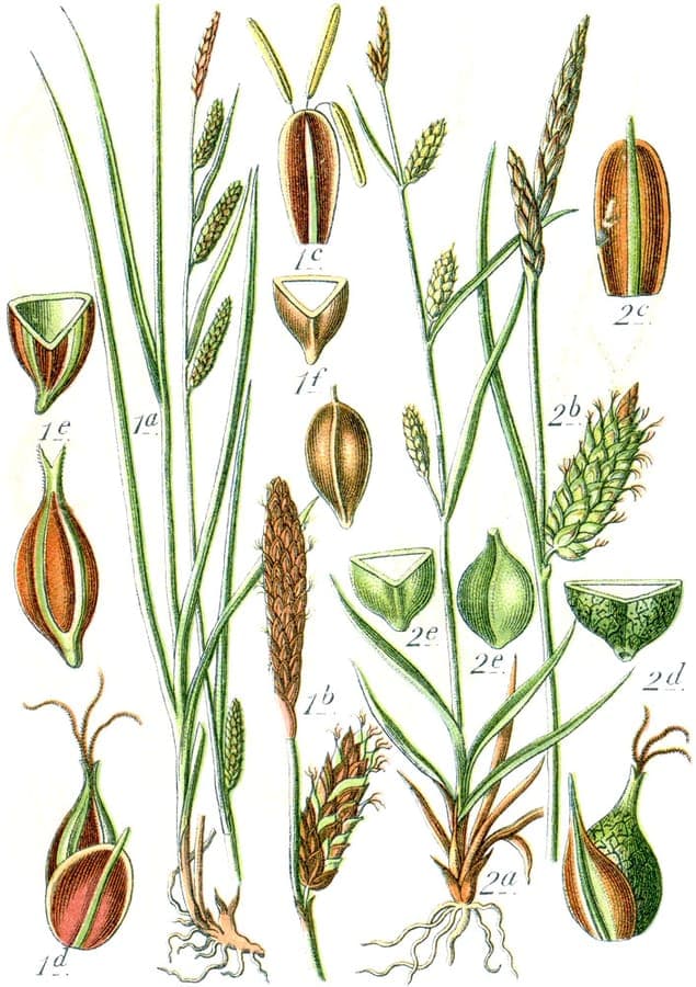Plante Carex recta en environnement riverain