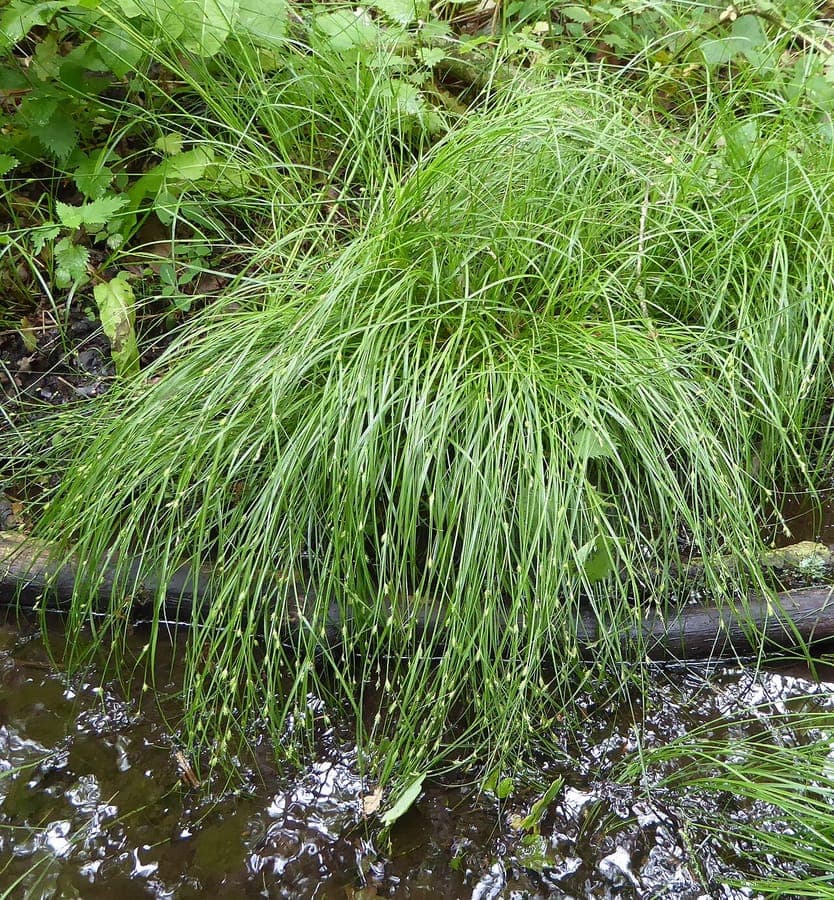 Entferntährige Segge (Carex remota) in feuchtem Laubwald mit schlanken, hellgrünen Halmen