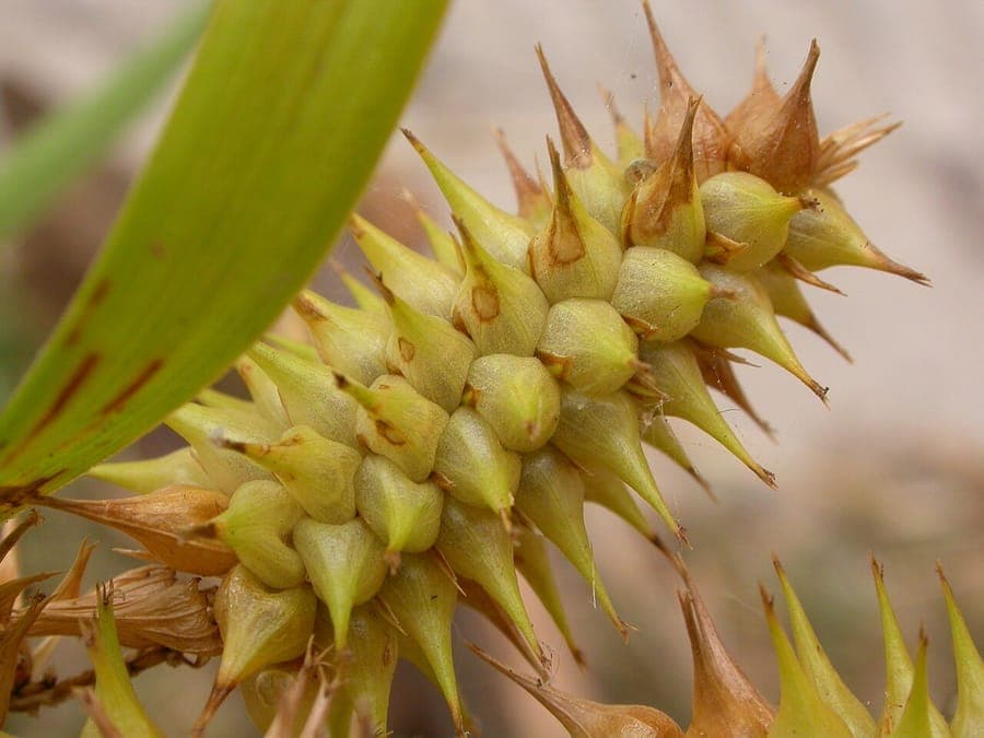 Carex retrorsa sedge showing distinctive retroflexed flower spikes