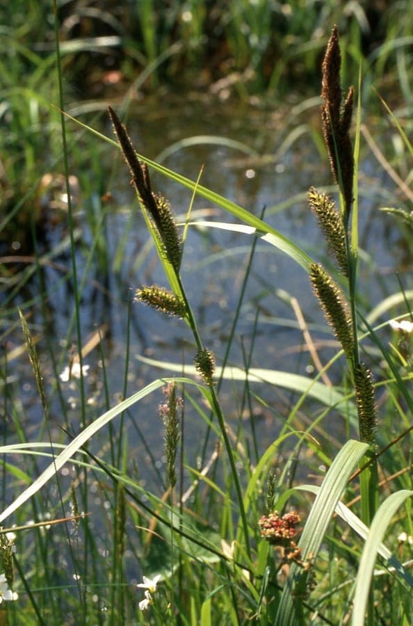 Carex riparia growing along a pond edge with upright green-blue foliage and fuzzy flower spikes