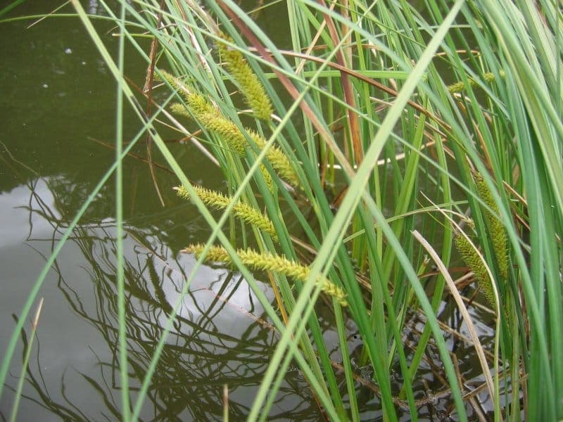 Laîche à bec en pleine croissance dans une zone marécageuse avec des épis recourbés en forme de bec