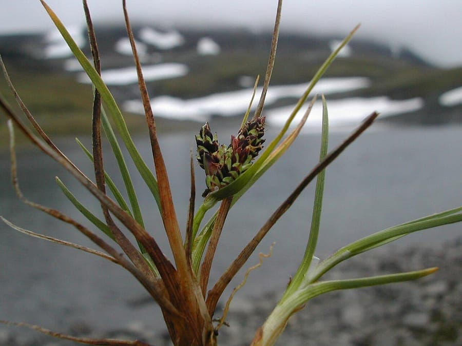 Carex rufina compact alpine sedge with reddish flower spikes