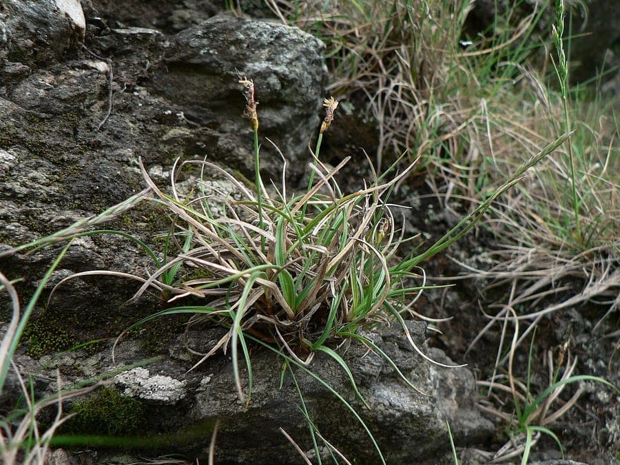 Rock sedge with characteristic curled, fine foliage on rocky ground