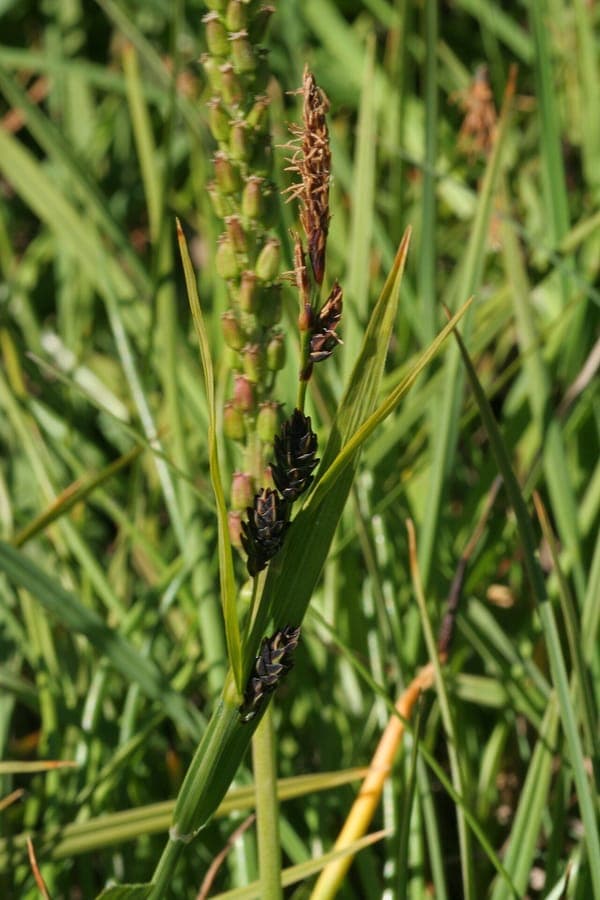 Carex salina ziltzegge langs waterpartijen
