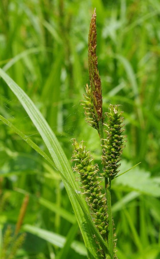 Eastern rough sedge (Carex scabrata) with coarse foliage and dense growth