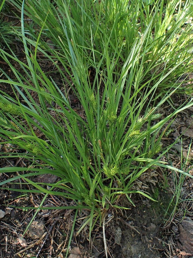Carex secalina displaying rye-like drooping flower spikes