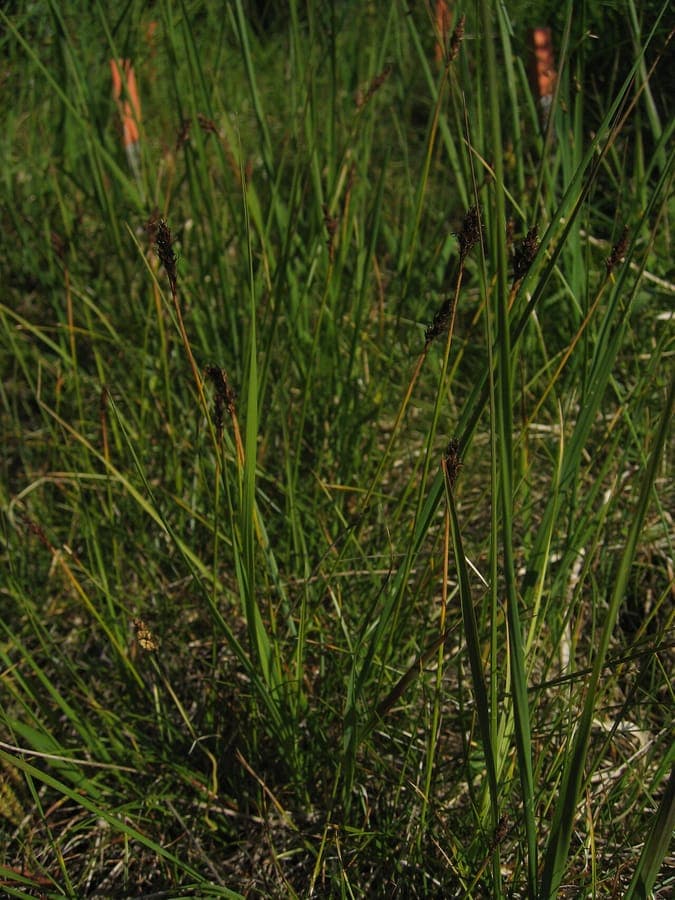 Carex simpliciuscula plant in alpine mountain environment