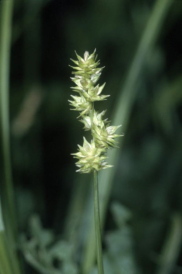 Carex sparganioides mit charakteristischen runden Fruchtstanden