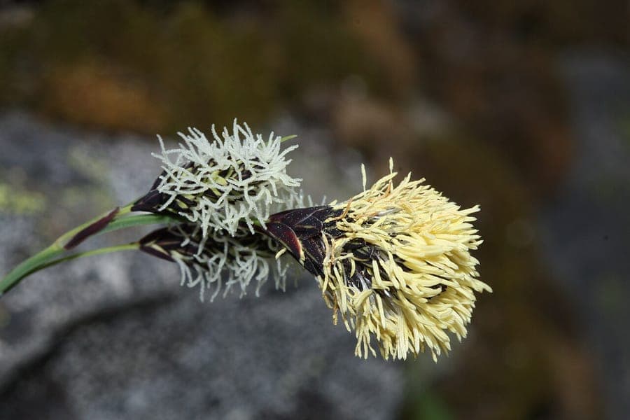 Showy sedge with characteristic foliage in mountain landscape