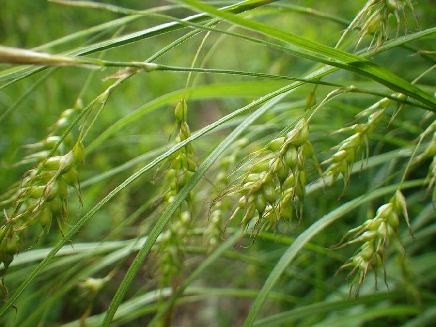 Sprengel's sedge displaying characteristic long-beaked fruits and fine foliage
