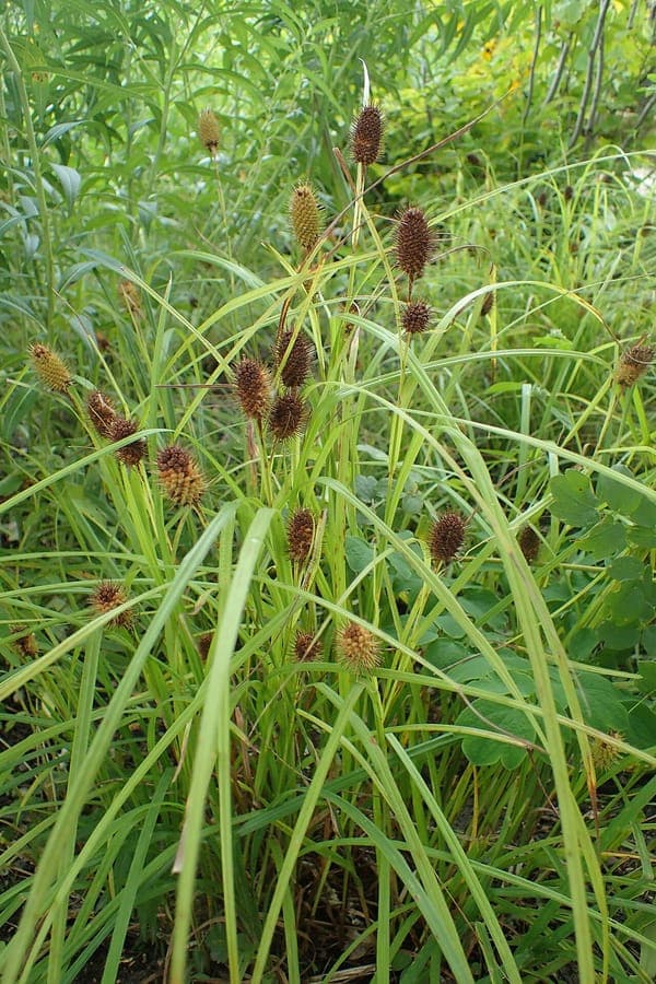 Squarrose Sedge with characteristic upright seed heads