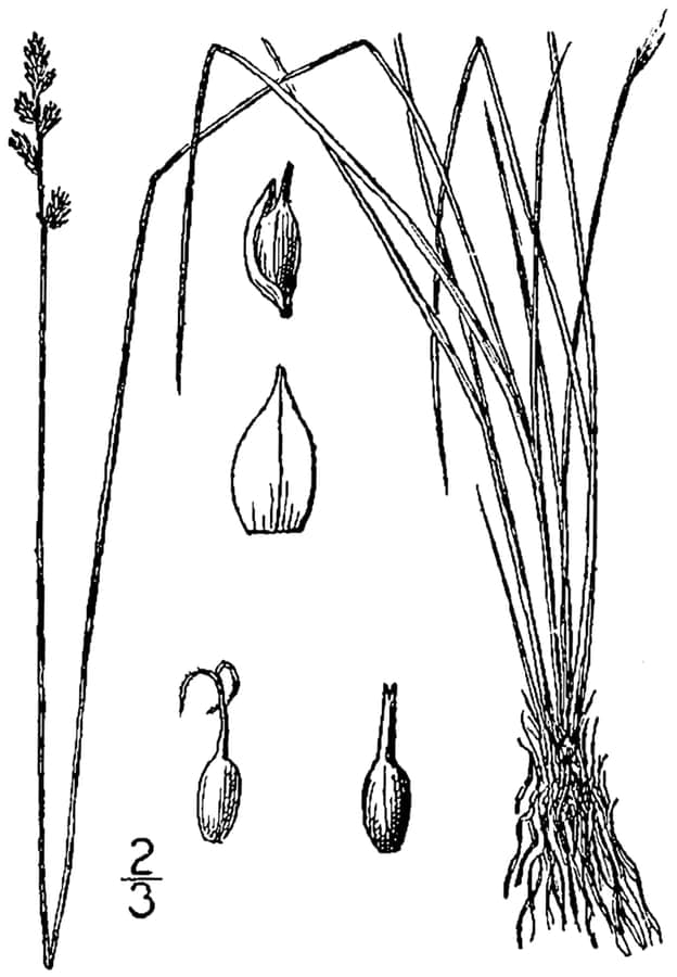 Carex sterilis sterile Segge in feuchtem Feuchtgebietslebensraum