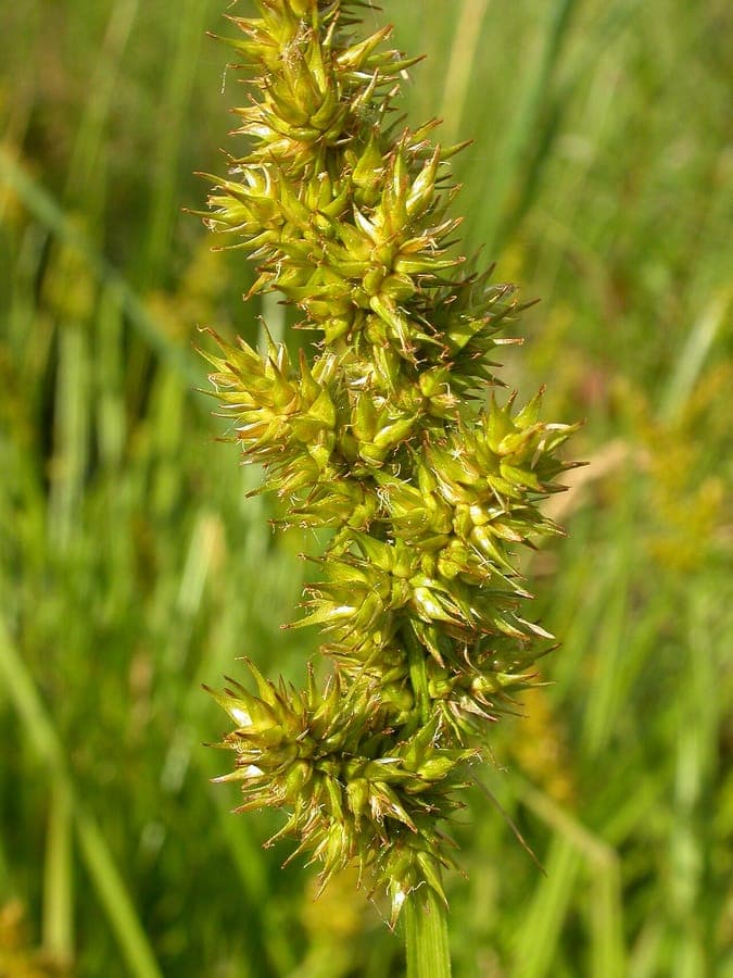 Carex stipata - Awlfruit sedge