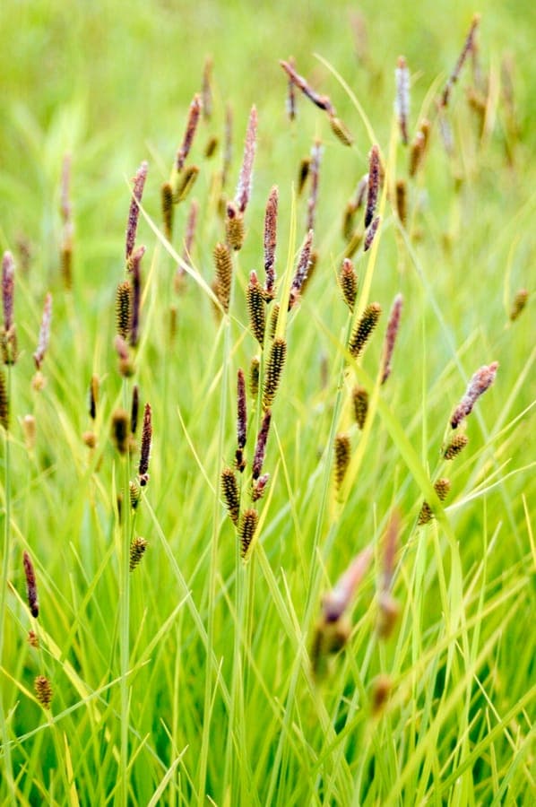 Carex stricta in natuurlijke omgeving