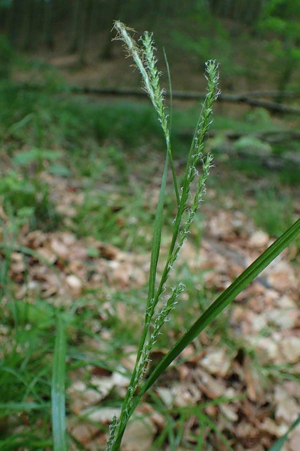 Dünnähren-Segge (Carex strigosa) in natürlichem, lichtem Wald mit feinem, hellgrünen Laub in weichen Polstern