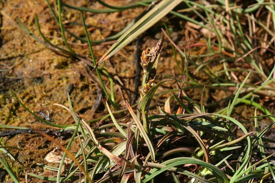 Hoppner's sedge in arctic habitat