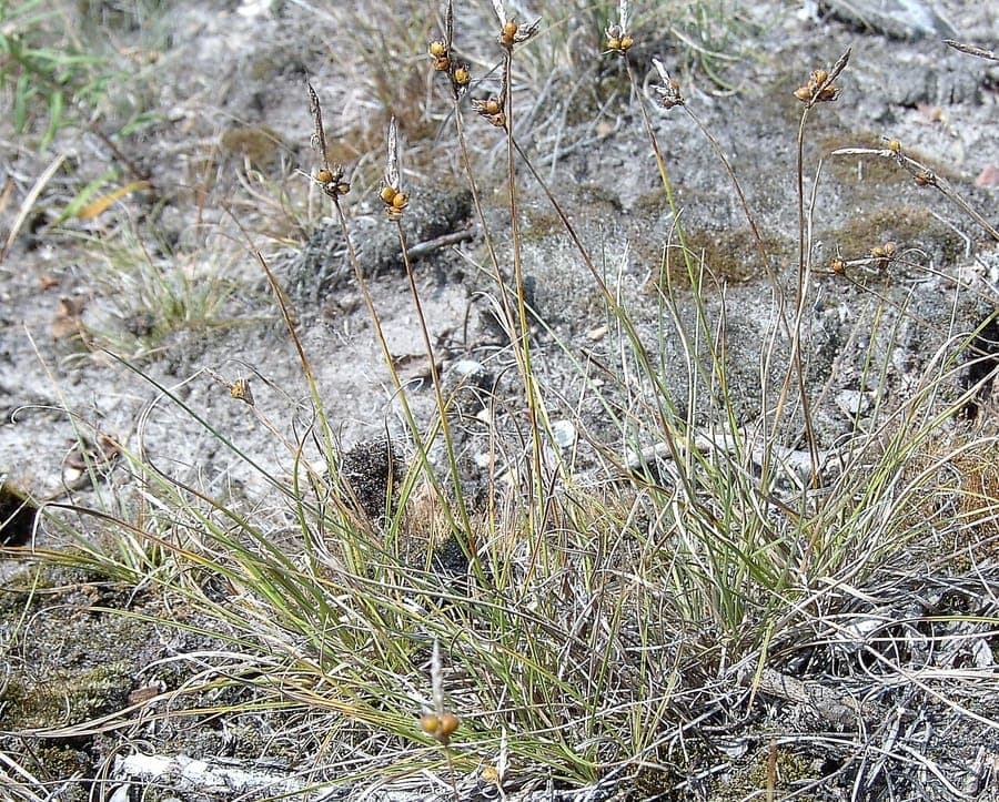 Weak arctic sedge with spreading shoots and compact growth pattern