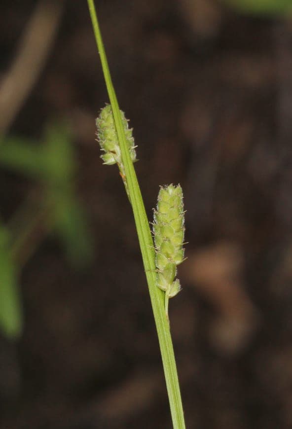 Fine foliage of Carex swanii in greenish-brown tones