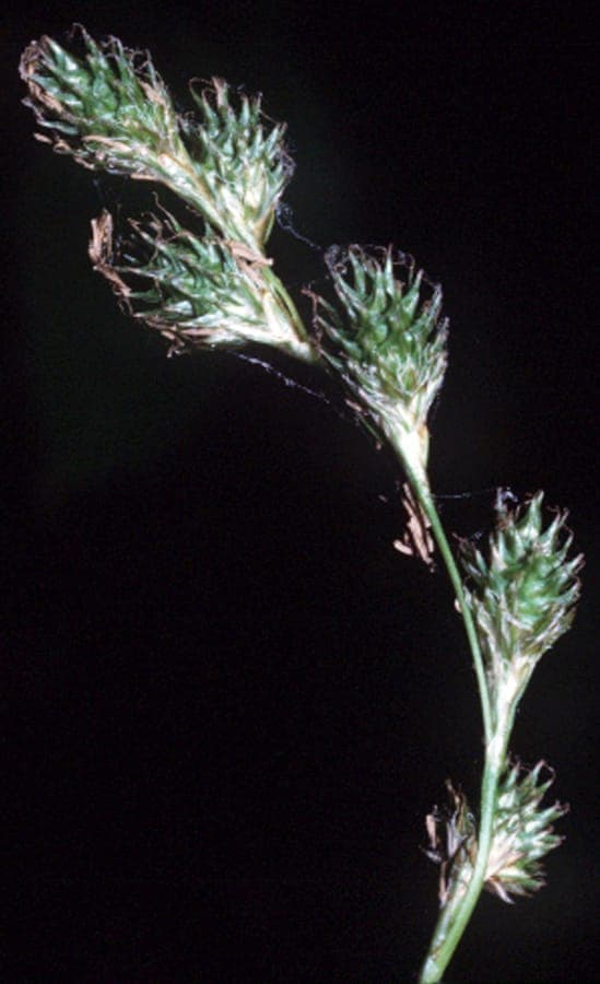 Plante laiche tendre Carex tenera