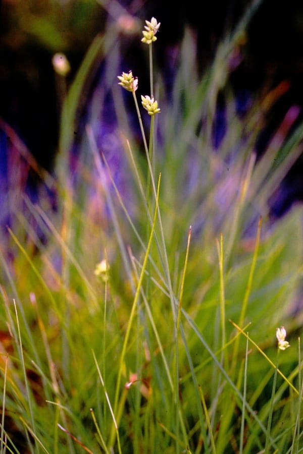 Carex tenuiflora spärliche Blütenstruktur