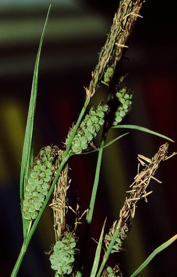 Downy-fruited sedge plant with hairy fruits
