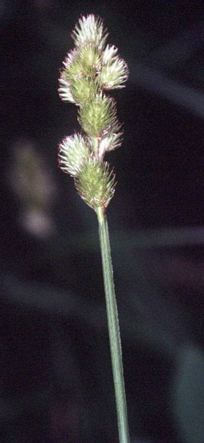 Blunt broom sedge with characteristic brown fruits in wetland environment