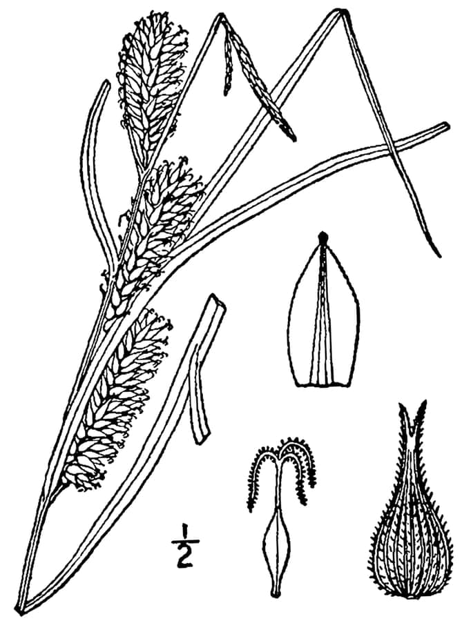 Carex trichocarpa in natuurlijke omgeving