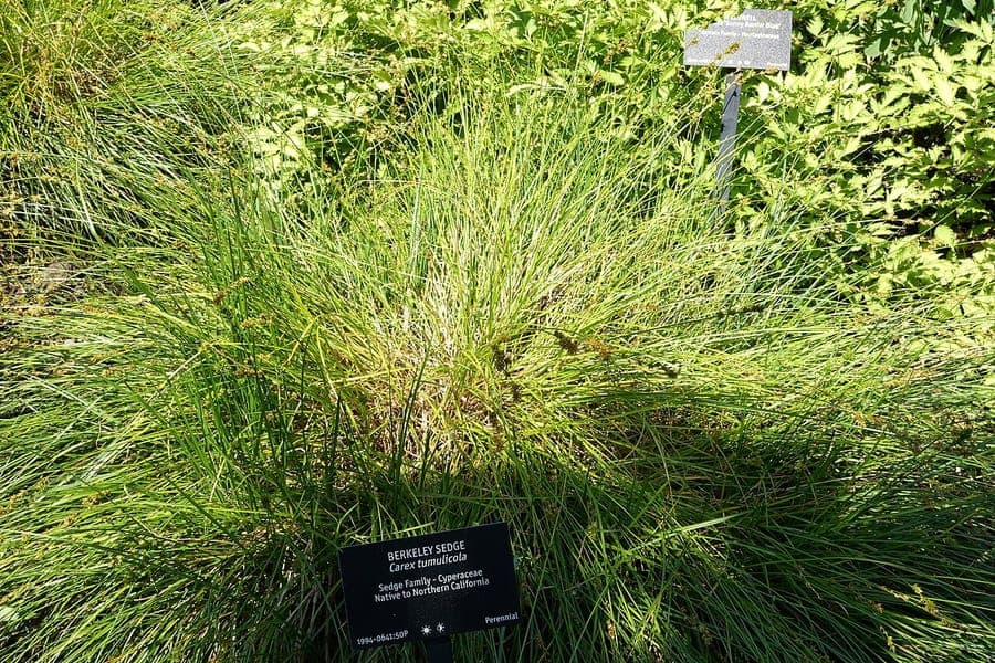 Splitawn sedge grows in dry foothill habitats