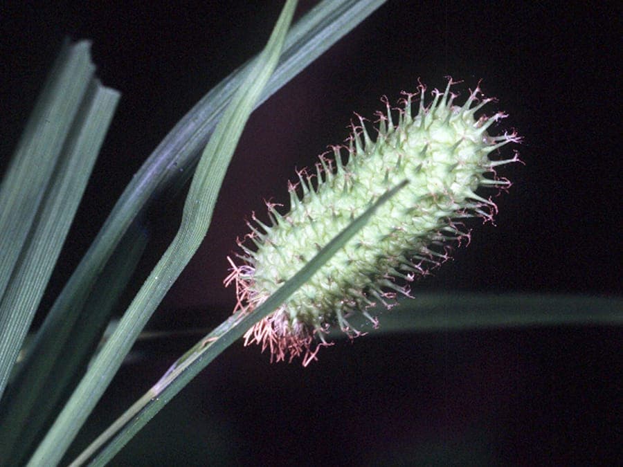 Carex typhina cattail sedge with characteristic dense compact flower spikes