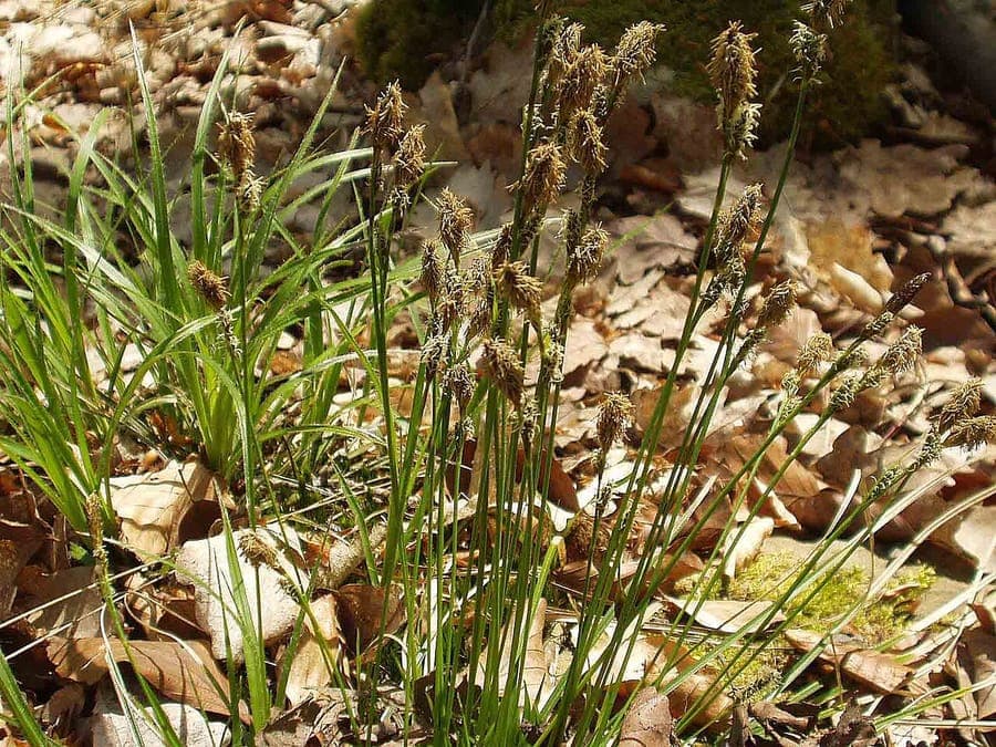 Carex umbrosa im vollen Wuchs unter Laubbäumen, mit dunkelgrünen Blättern und bräunlichen Blütenständen