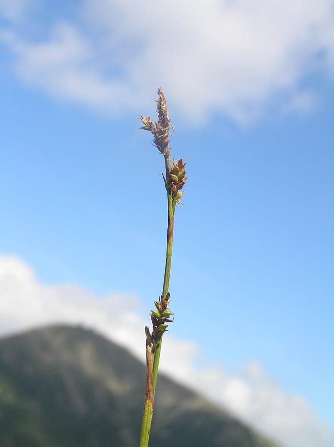Sheathed sedge (Carex vaginata) in a damp woodland setting with light green foliage and pale brown flowering spikes