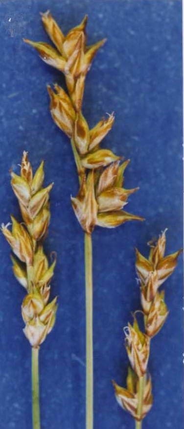 Carex vallicola valley sedge with compact growth habit from high mountain valleys