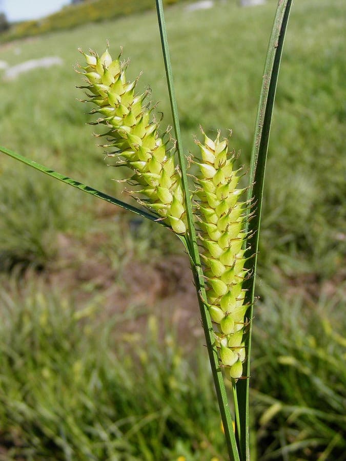 Blaaszegge in natuurlijke omgeving langs een modderige oever met groene, opgezwollen zaden