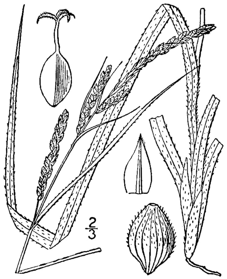 Carex virescens groei
