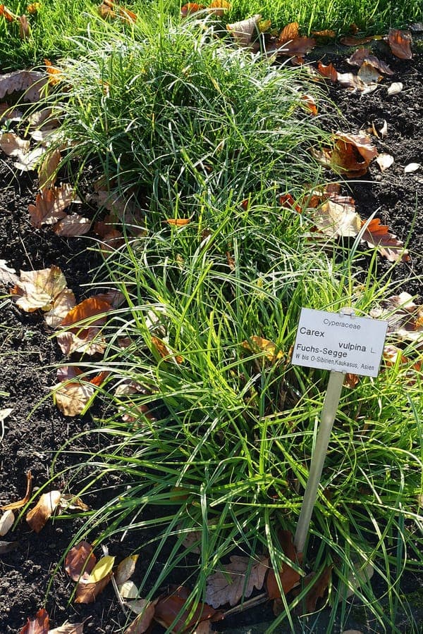True fox sedge (Carex vulpina) in a damp meadow, showing upright foliage and delicate brown flower spikes.