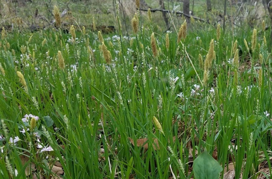 Carex woodii pretty sedge showing distinctive purple-tinged foliage from eastern North America