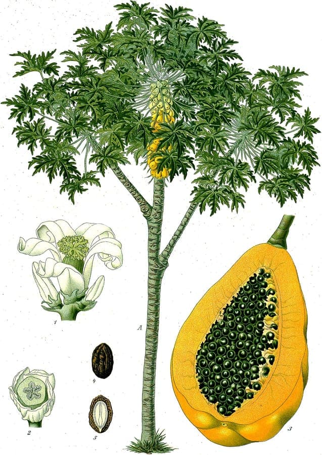 Carica papaya papayaboom met vruchten