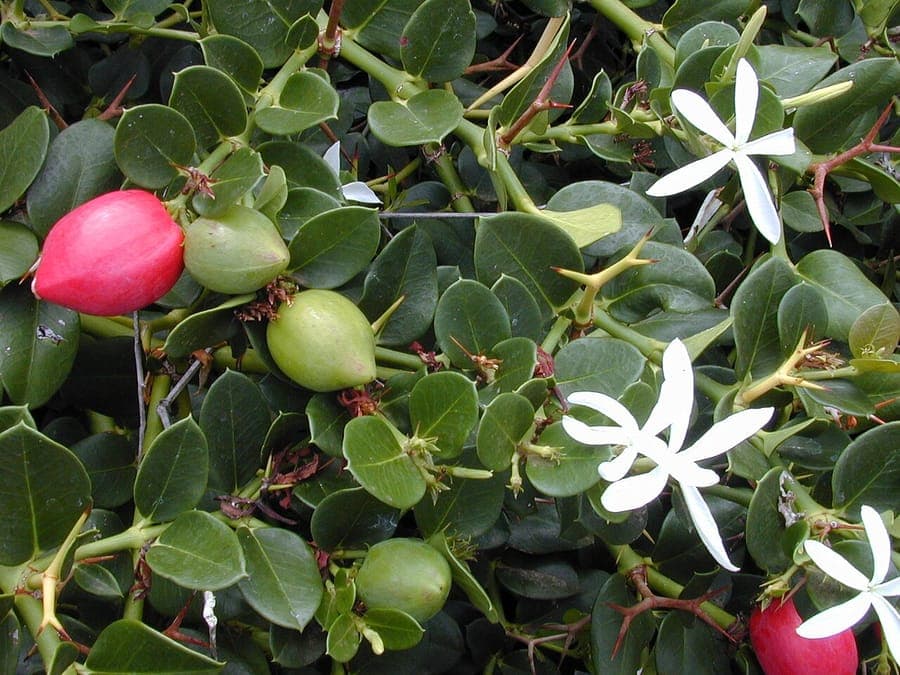 Natalplaume mit roten Fruechten und weissen Bluten
