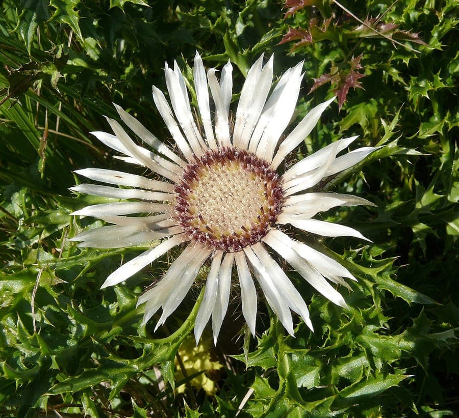 Stemless carline thistle with silvery-white flowers