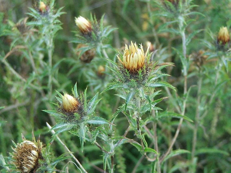 Goldgelbe Bluten von Carlina biebersteinii mit steifen Dornen