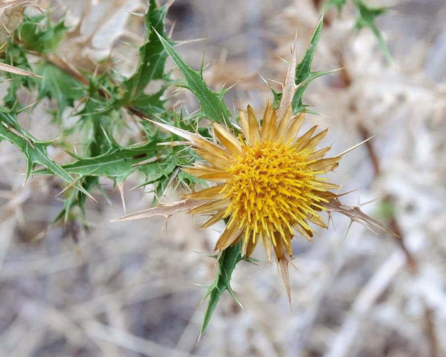 Carlina corymbosa (Carlina corymbosa) met goudgele bloemen in scherm