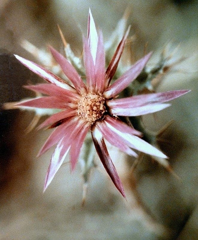 Carlina lanata - Woolly carline thistle