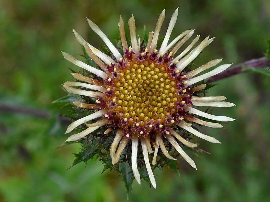 Carline thistle (Carlina vulgaris) in full bloom with silvery flower heads in a dry meadow setting
