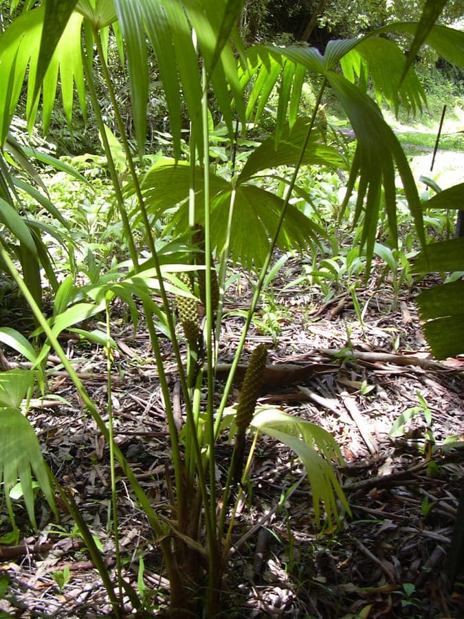 Panama-hat-palm with characteristic woven leaves