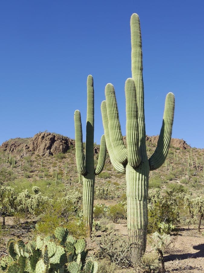 Carnegiea gigantea saguarokaktus in woestijnlandschap