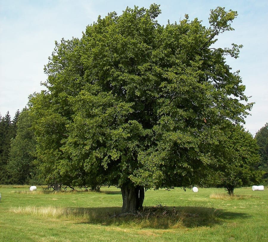 Ausgewachsene Hainbuche im Herbstlaub, entlang eines Gartenwegs gepflanzt